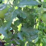 Best Time to Grow Tomatoes in Texas