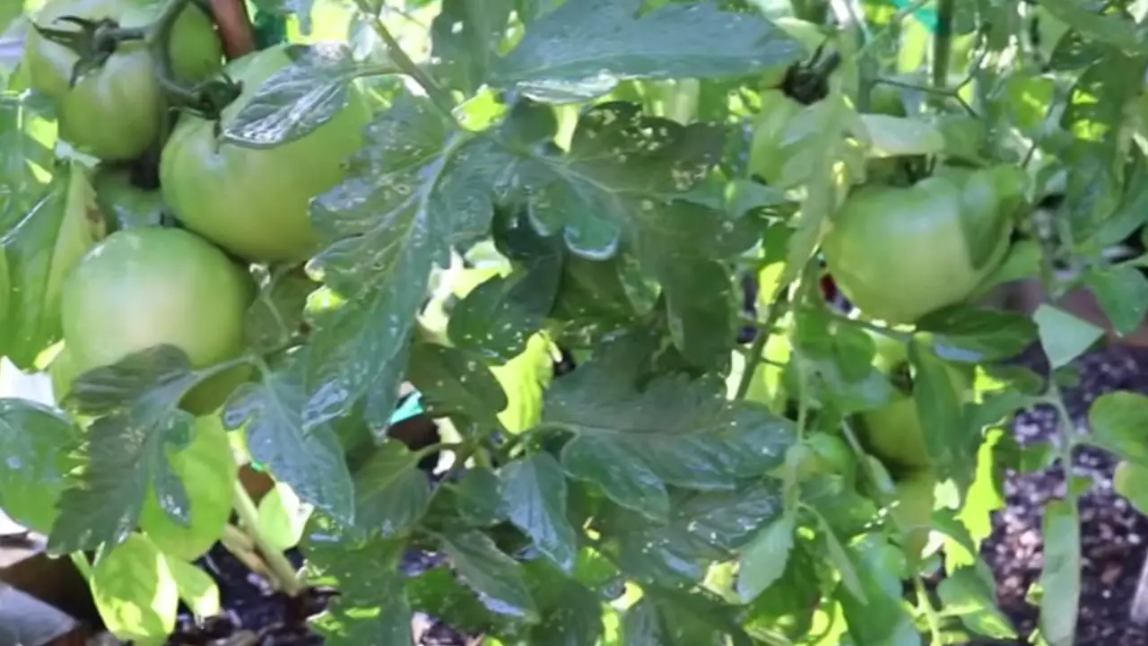 Best Time to Grow Tomatoes in Texas