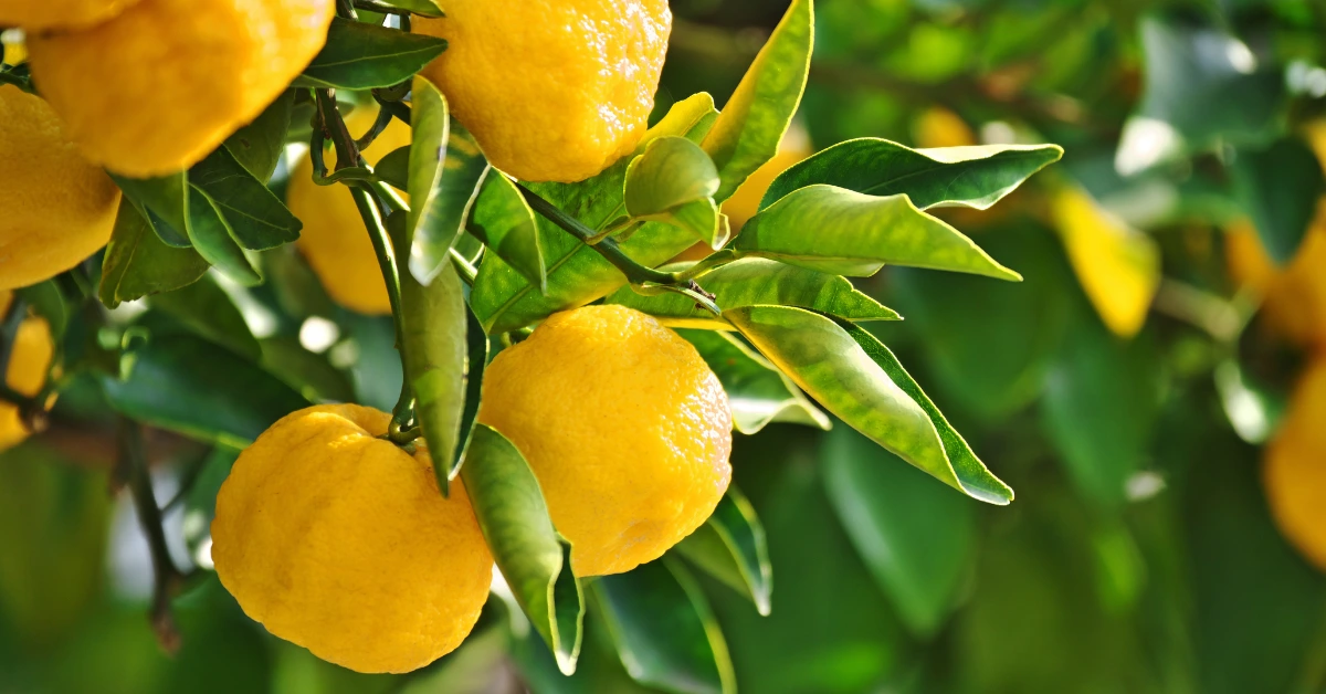 Best Fruits to Grow in Florida