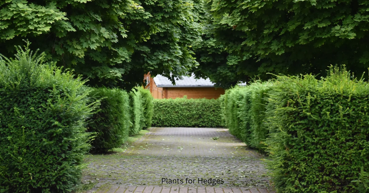 Best Plants for Hedges in Florida
