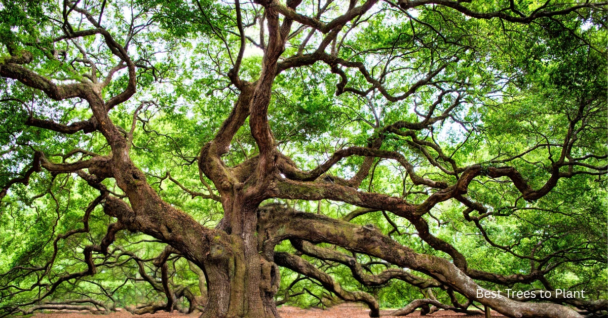 Top 10 Best Trees in Florida: Stunning & Effortless Choices