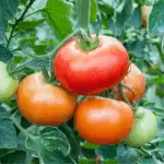 The Best Soil for Growing Tomatoes: My Ultimate Guide to Bountiful Harvests