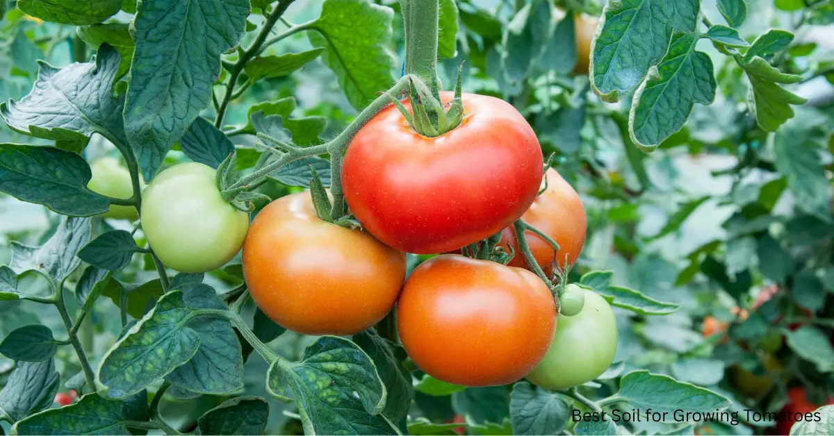 The Best Soil for Growing Tomatoes: My Ultimate Guide to Bountiful Harvests