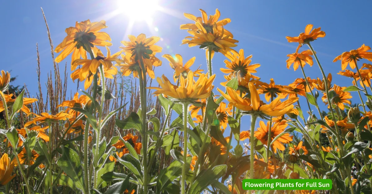 Best Flowering Plants for Full Sun in Florida: A Guide to Adding Color and Beauty