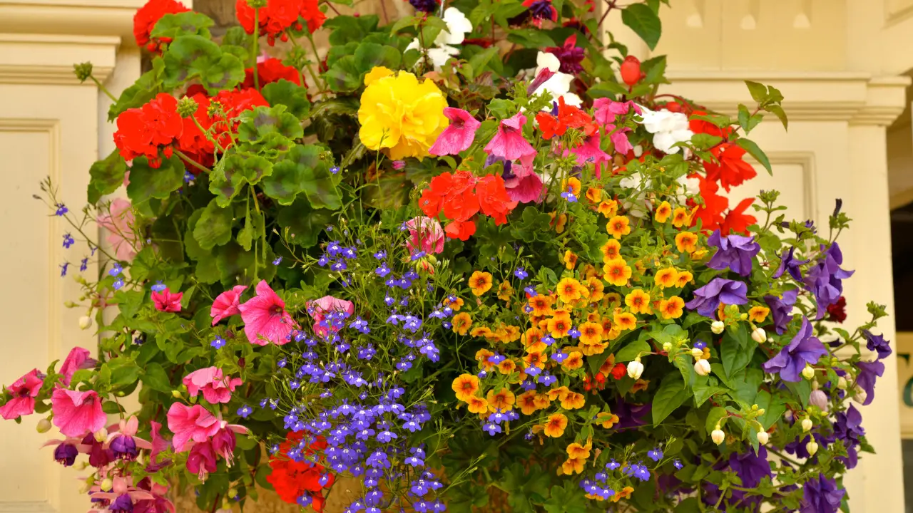 Best Florida Hanging Basket Plants: Stunning & Easy