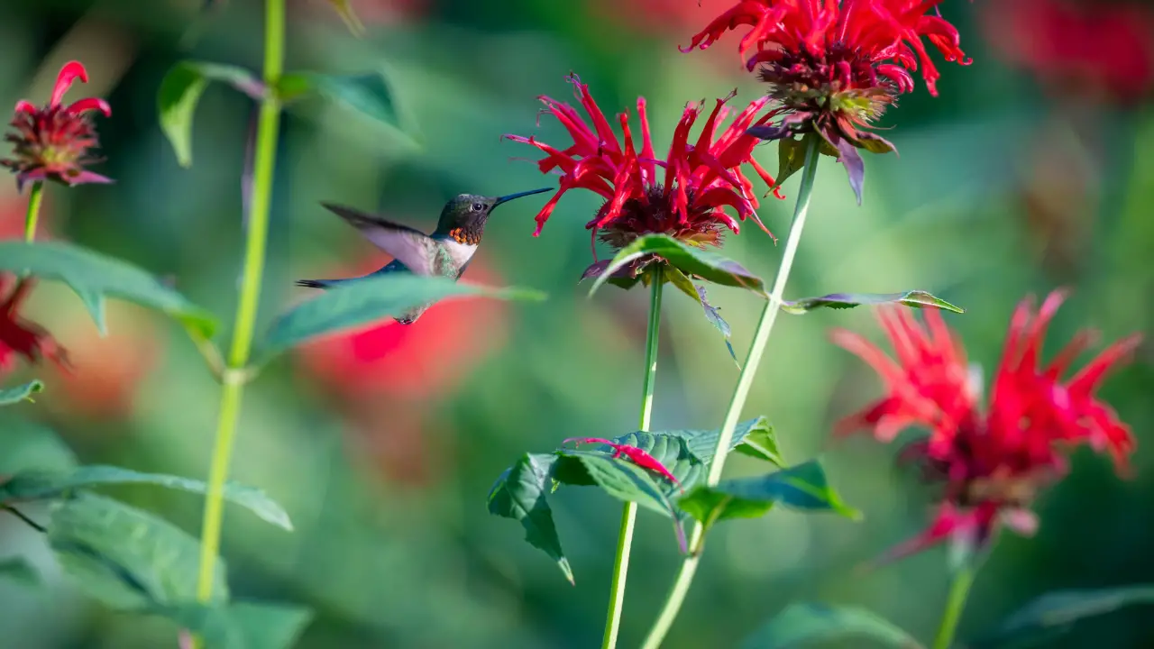 Best Plants for Attracting Hummingbirds in Florida