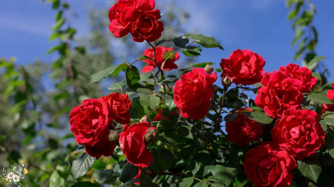 Top 10 Plants for a Dreamy Cottage Garden