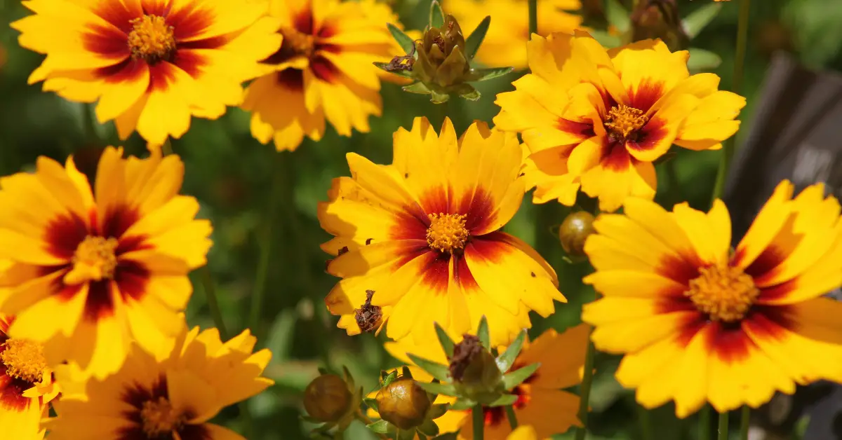 Best Flowering Plants for Full Sun in Florida: A Guide to Adding Color and Beauty