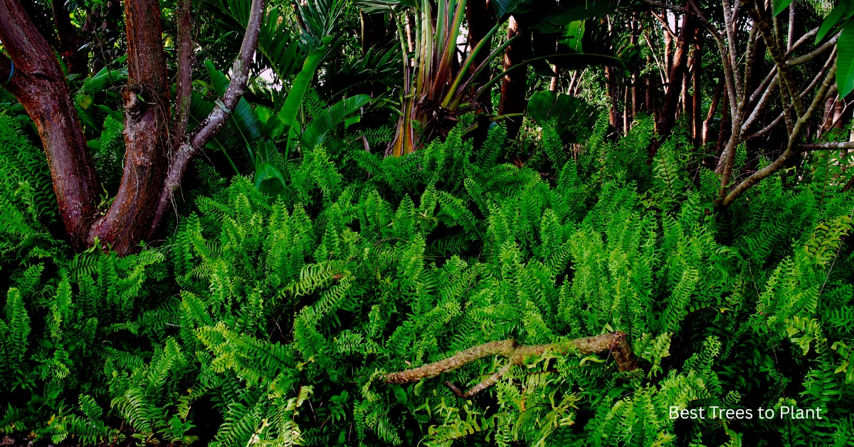 Top 10 Best Trees in Florida: Stunning & Effortless Choices