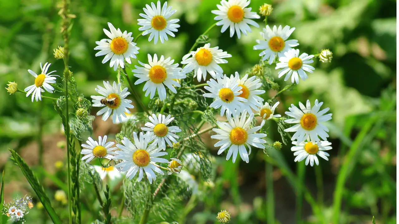 Top 10 Plants for a Dreamy Cottage Garden