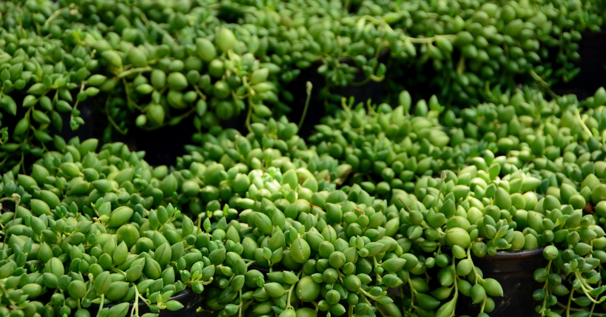 String of Pearls (Senecio rowleyanus)