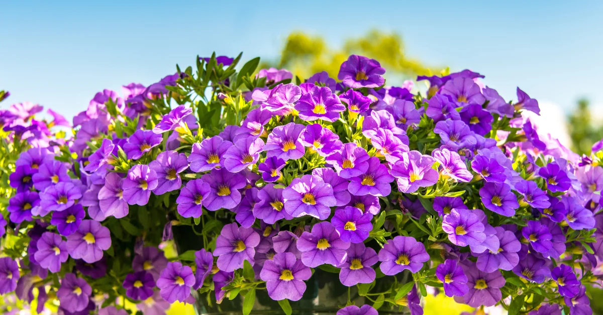 Best Flowering Plants for Full Sun in Florida: A Guide to Adding Color and Beauty