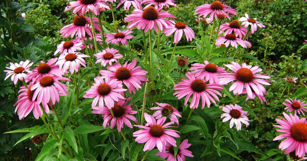 Best Flowering Plants for Full Sun in Florida: A Guide to Adding Color and Beauty