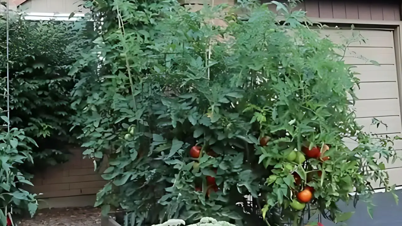 Best Time to Grow Tomatoes in Texas