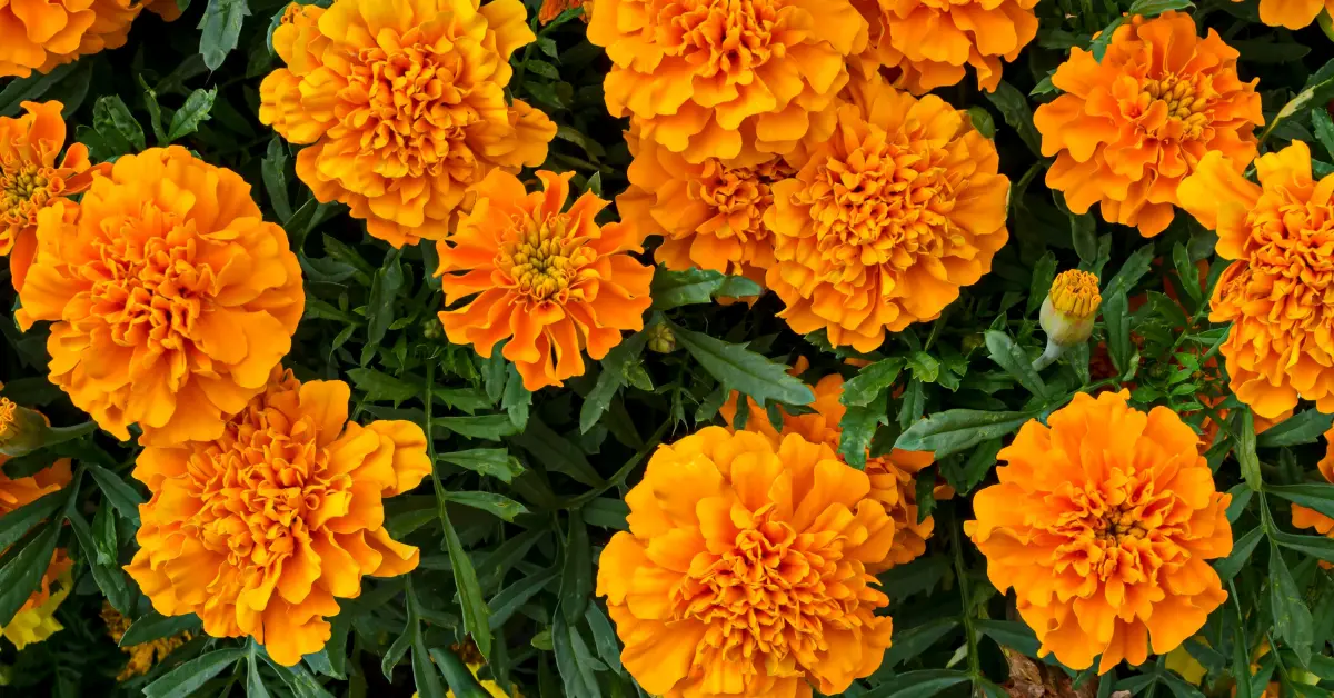 Marigolds