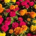 Top 10 Plants for a Dreamy Cottage Garden