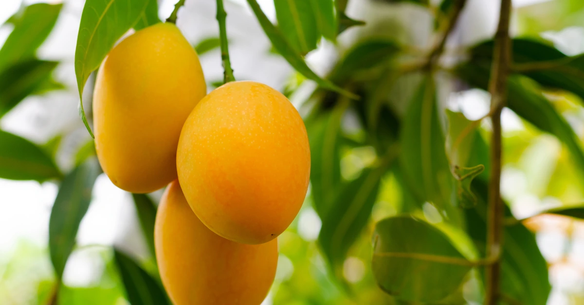 Best Fruits to Grow in Florida