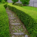 Best Plants for Hedges in Florida