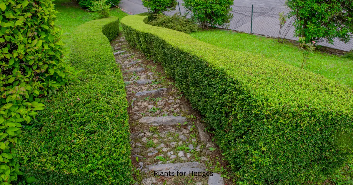 Best Plants for Hedges in Florida