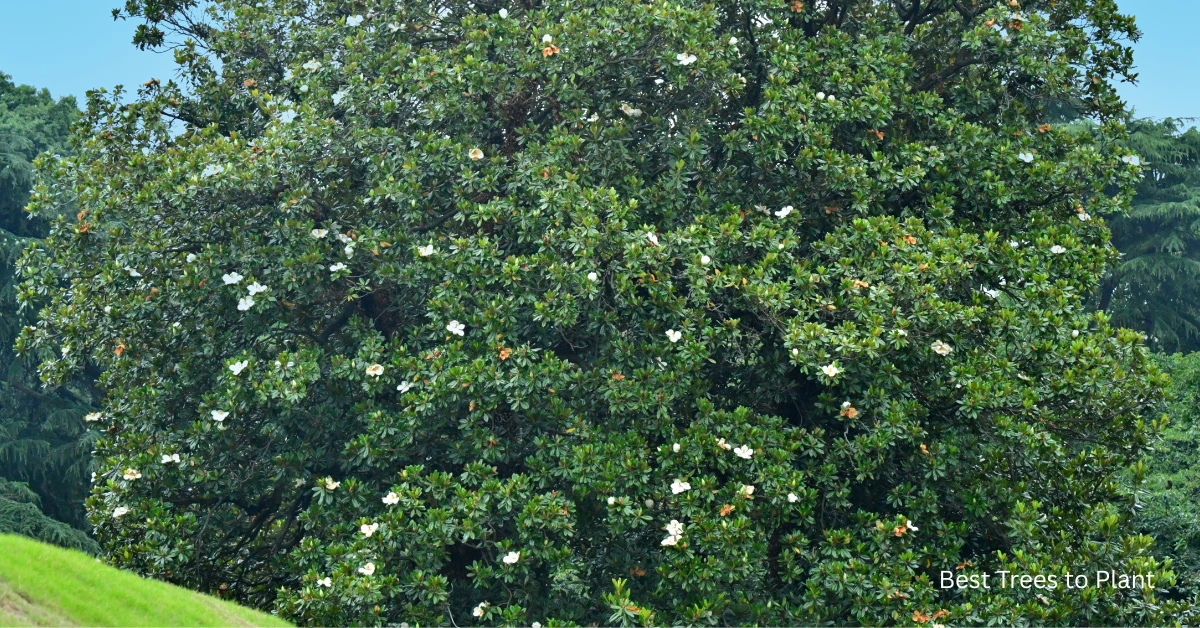 Top 10 Best Trees in Florida: Stunning & Effortless Choices