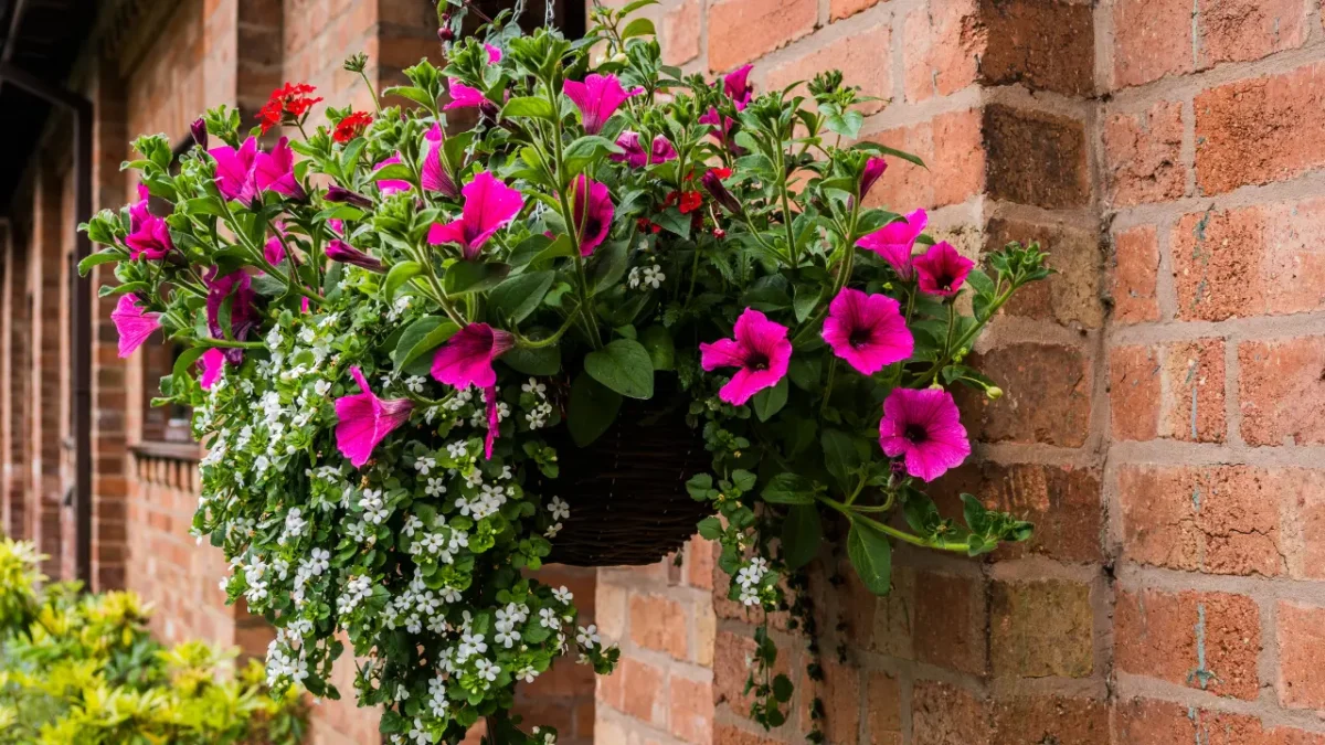 Best Florida Hanging Basket Plants: Stunning & Easy