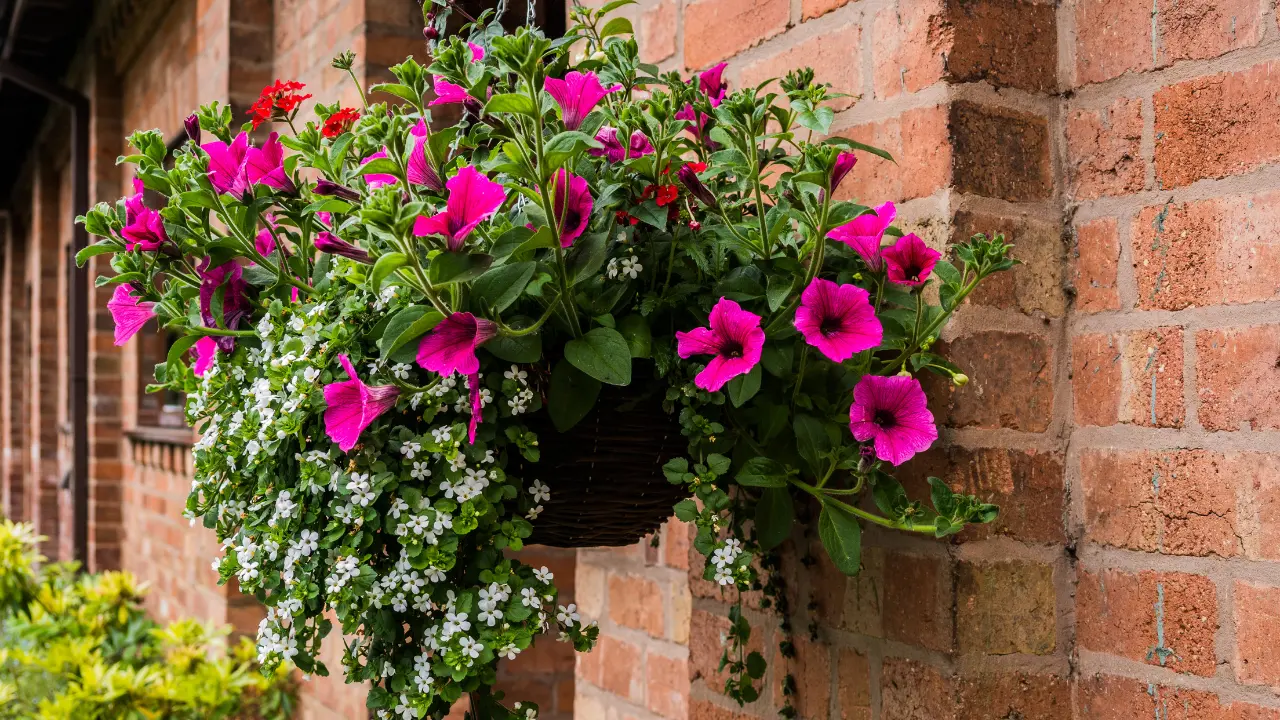 Best Florida Hanging Basket Plants: Stunning & Easy