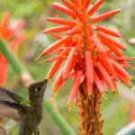 Best Plants for Attracting Hummingbirds in Florida