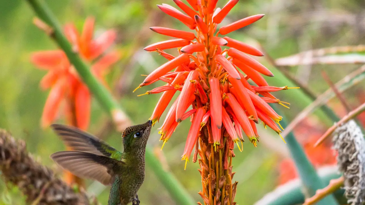 Best Plants for Attracting Hummingbirds in Florida