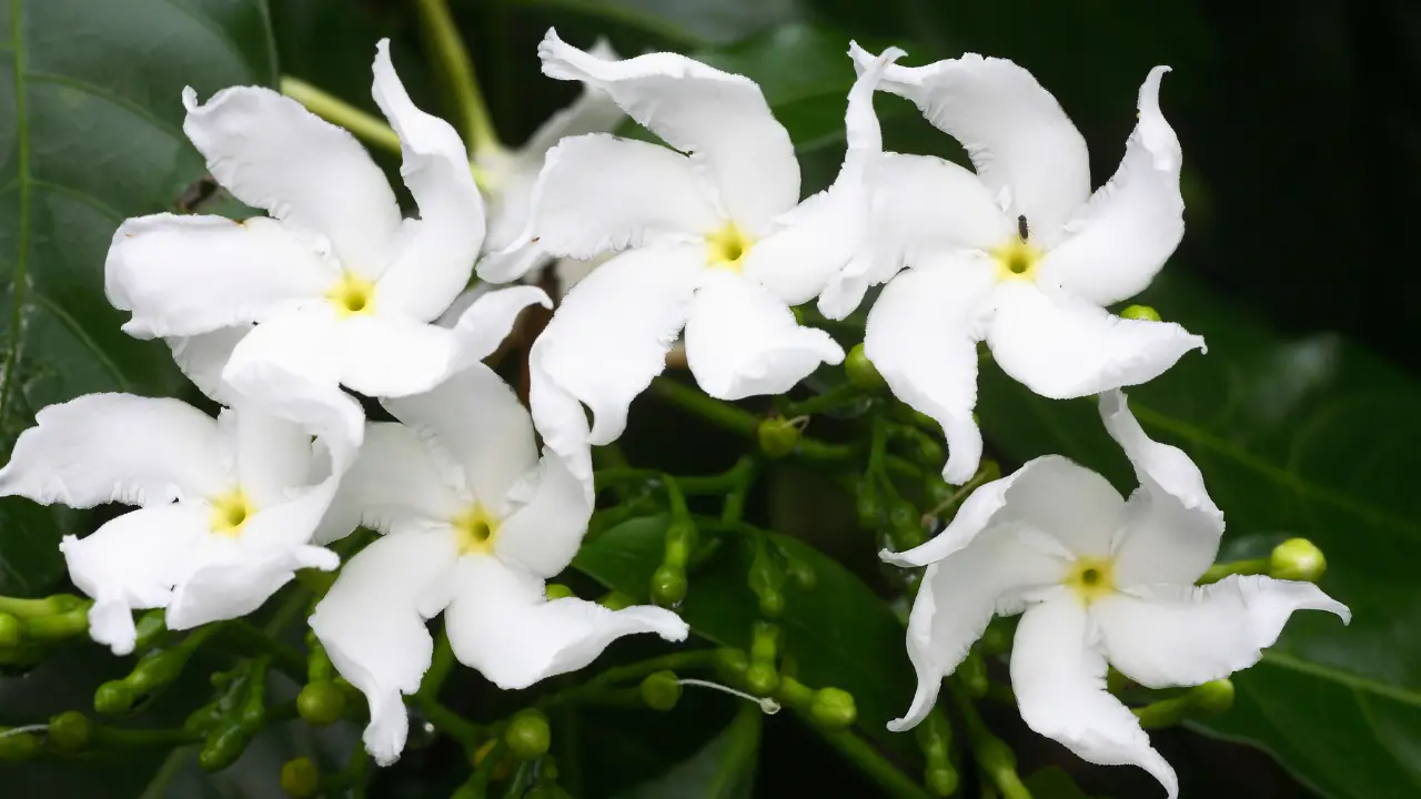 Best Plants for Partial Sun in Florida