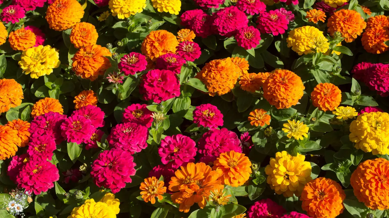 Top 10 Plants for a Dreamy Cottage Garden