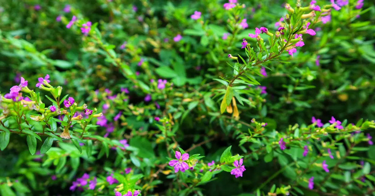 Mexican Heather