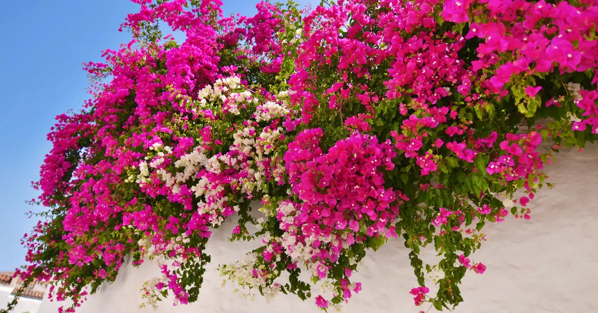 Best Flowering Plants for Full Sun in Florida: A Guide to Adding Color and Beauty