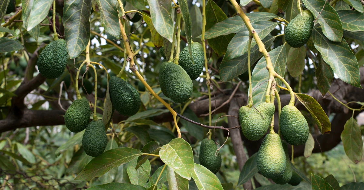 Best Fruits to Grow in Florida