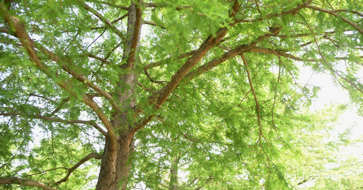 Top 10 Best Trees in Florida: Stunning & Effortless Choices