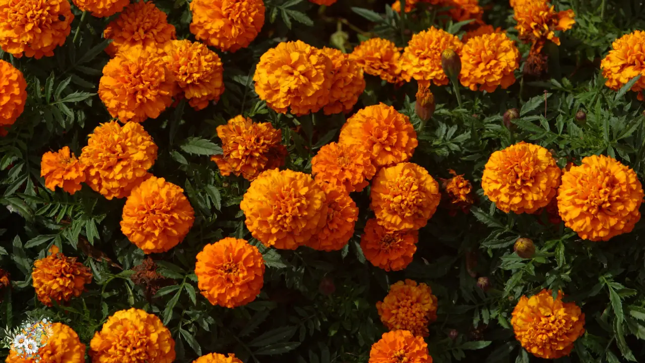 Top 10 Plants for a Dreamy Cottage Garden