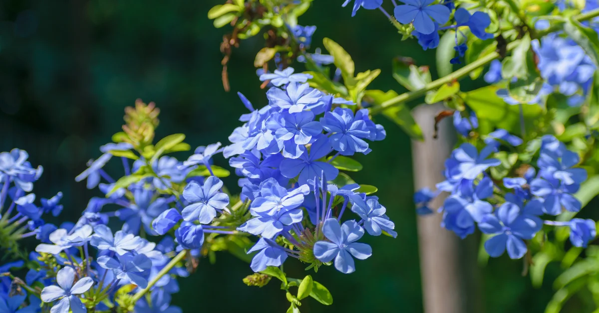 Best Flowering Plants for Full Sun in Florida: A Guide to Adding Color and Beauty
