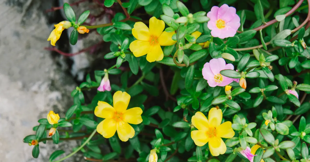 Purslane