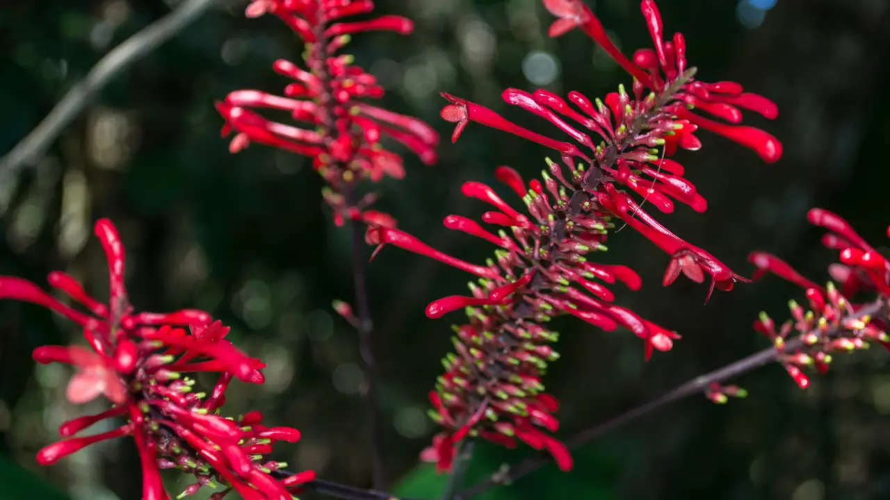 Best Plants for Partial Sun in Florida