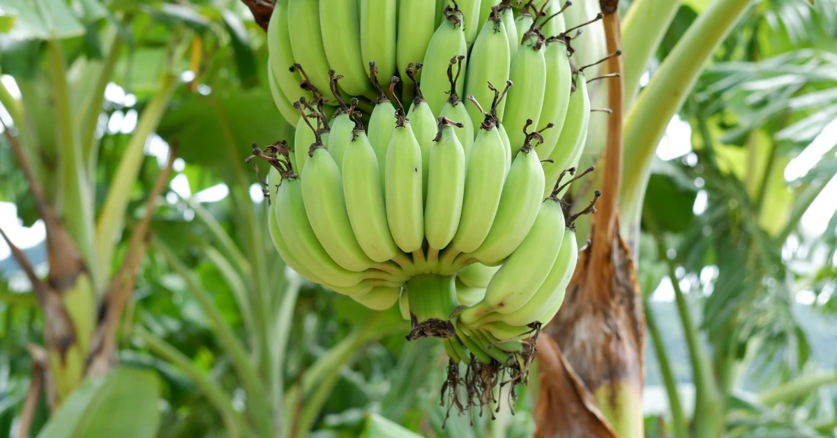 Best Fruits to Grow in Florida