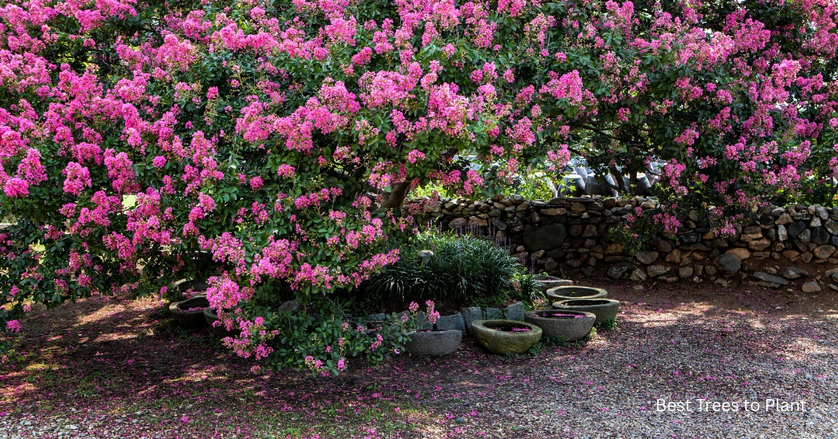 Top 10 Best Trees in Florida: Stunning & Effortless Choices