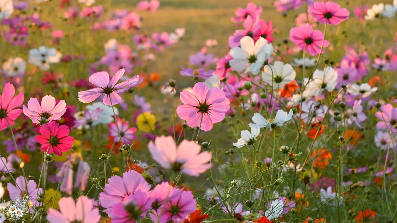 Top 10 Plants for a Dreamy Cottage Garden