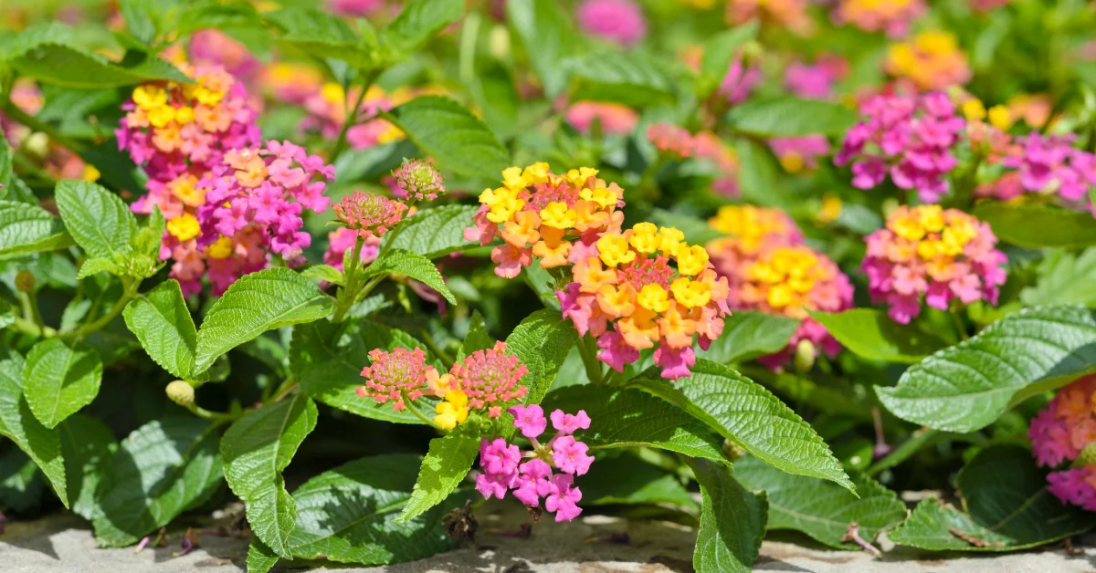 Best Flowering Plants for Full Sun in Florida: A Guide to Adding Color and Beauty
