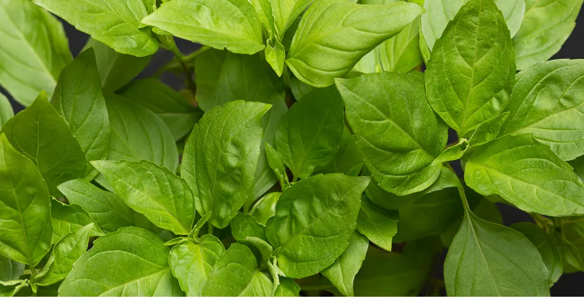 Basil (Ocimum basilicum)