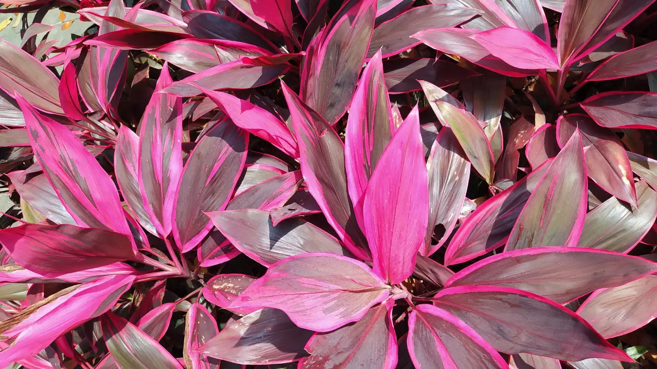 Best Plants for Partial Sun in Florida