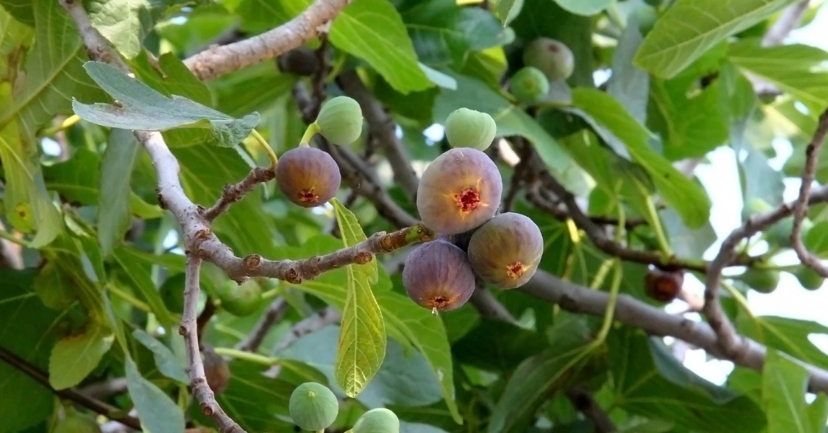Best Fruits to Grow in Florida