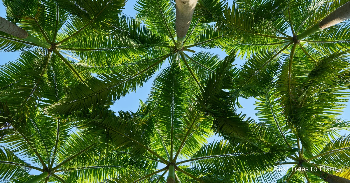 Top 10 Best Trees in Florida: Stunning & Effortless Choices