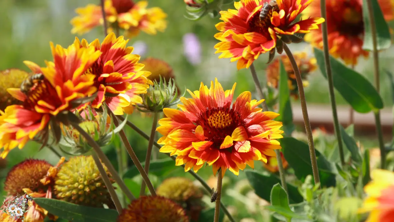 Top 10 Plants for a Dreamy Cottage Garden