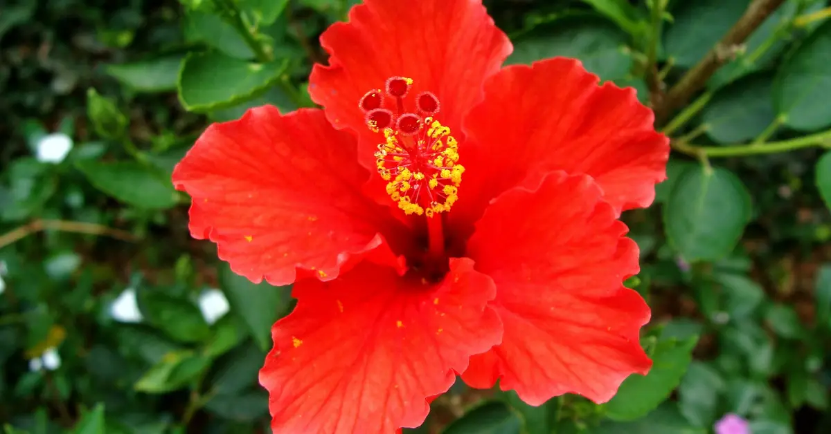 Best Flowering Plants for Full Sun in Florida: A Guide to Adding Color and Beauty
