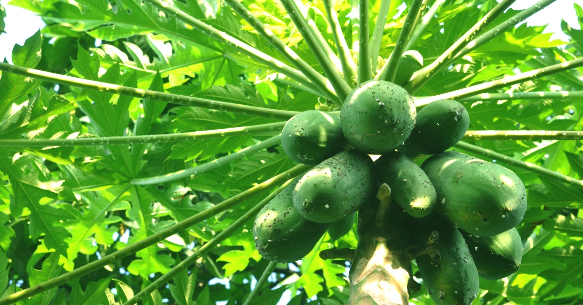 Best Fruits to Grow in Florida