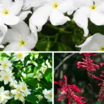 Best Plants for Partial Sun in Florida